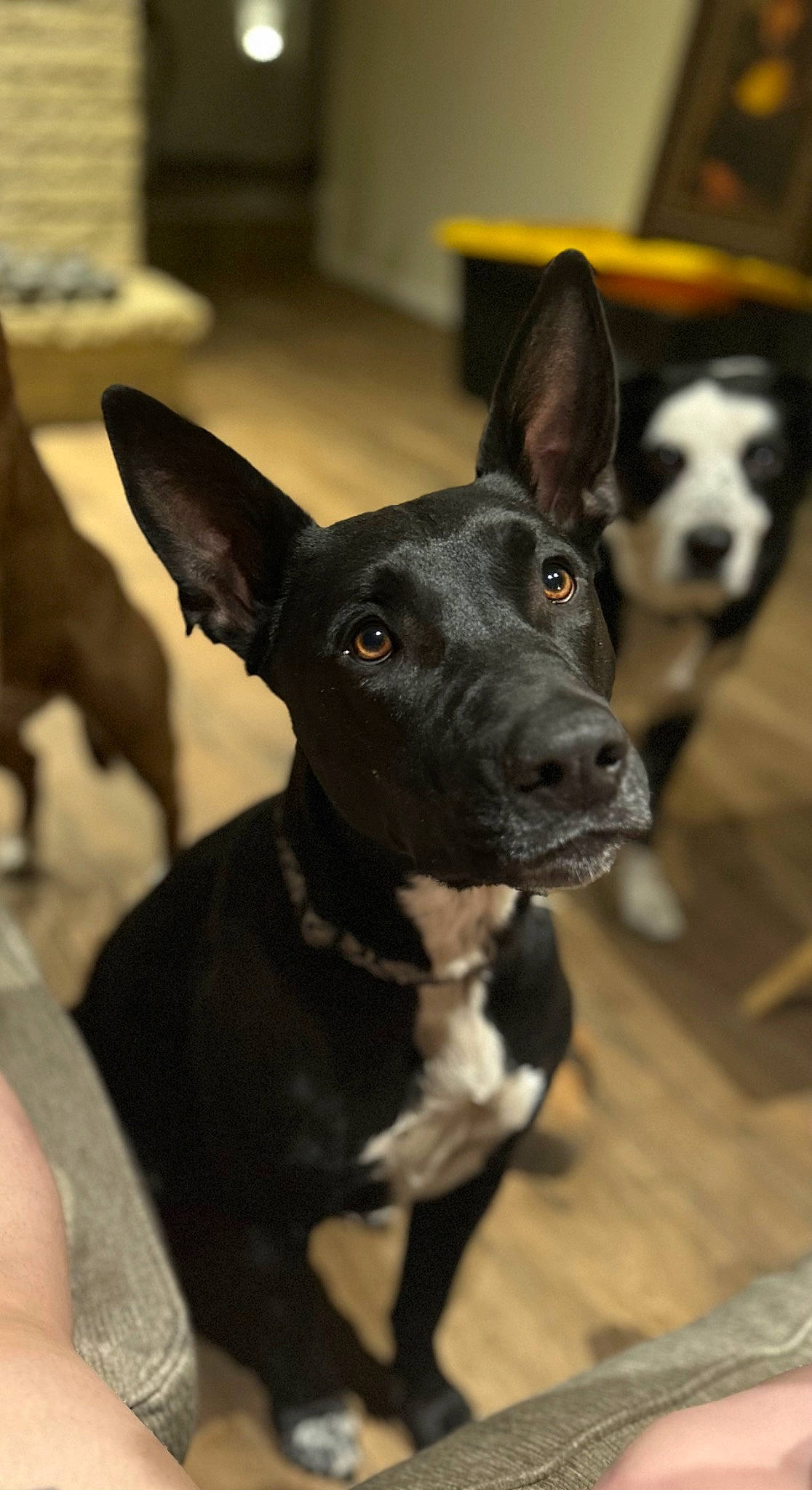 Nico is registered to the contest to win money with this photo: canidae, carnivore, collar, companion_dog, dog, dog_breed, dog_collar, ear, fawn, fur, non_sporting_group, snout, sporting_group, whiskers, working_animal