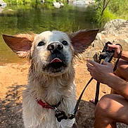 Goose is registered to the contest to win money with this photo: dog, wet_dog, ears, tongue, collar, leash, person, hands, legs, sand, river, rocks, greenery, outdoor, nature, water, pet, animal, adventure, summer