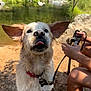 dog, wet_dog, ears, tongue, collar, leash, person, hands, legs, sand, river, rocks, greenery, outdoor, nature, water, pet, animal, adventure, summer