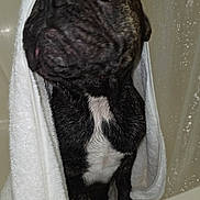 Bruno is registered to the contest to win money with this photo: dog, bathtub, towel, wet, bathroom, shower_curtain, pet, looking_up, black_dog, white_chest_patch, paw, fur, indoors, close_up, canine, animal, domestic_animal, bath_time, water_droplets, curtain