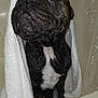 dog, bathtub, towel, wet, bathroom, shower_curtain, pet, looking_up, black_dog, white_chest_patch, paw, fur, indoors, close_up, canine, animal, domestic_animal, bath_time, water_droplets, curtain