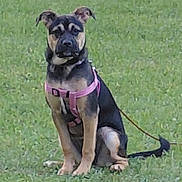 Charlie Rosemarie is registered to the contest to win money with this photo: alert, animal, black, brown, canine, cute, daytime, dog, ears, field, fur, grass, harness, leash, nature, outdoor, pet, puppy, sitting, young