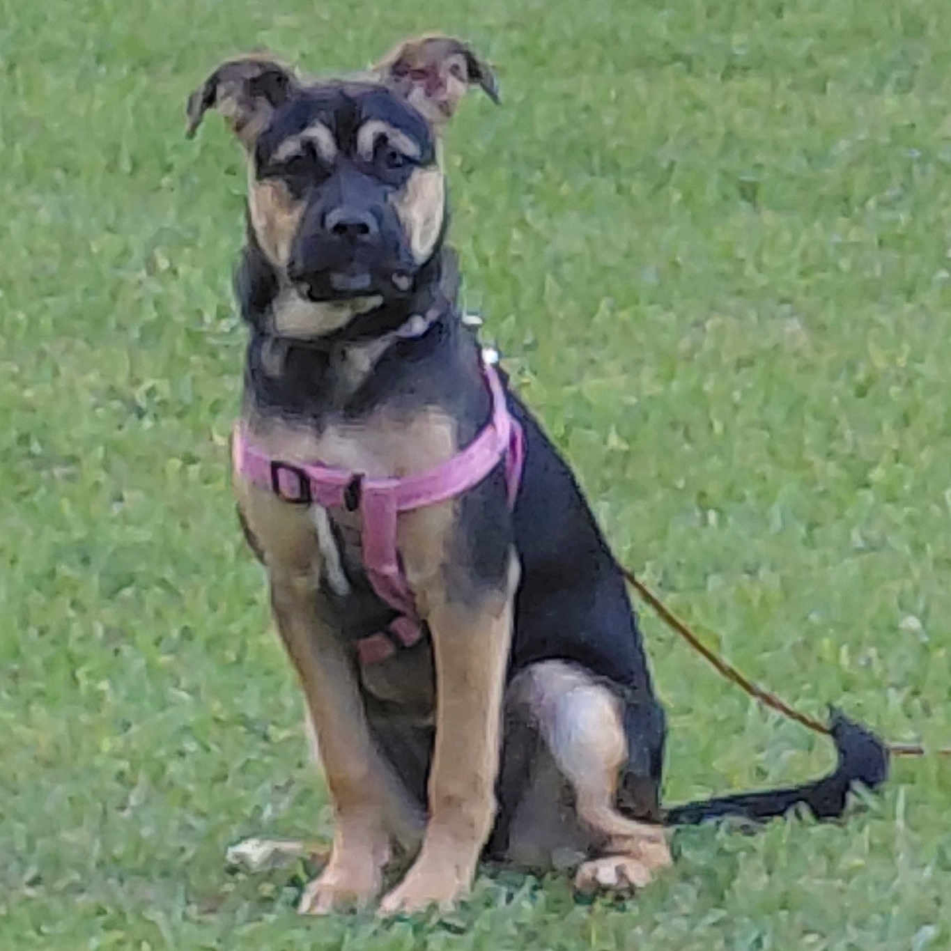 Charlie Rosemarie is registered to the contest to win money with this photo: alert, animal, black, brown, canine, cute, daytime, dog, ears, field, fur, grass, harness, leash, nature, outdoor, pet, puppy, sitting, young