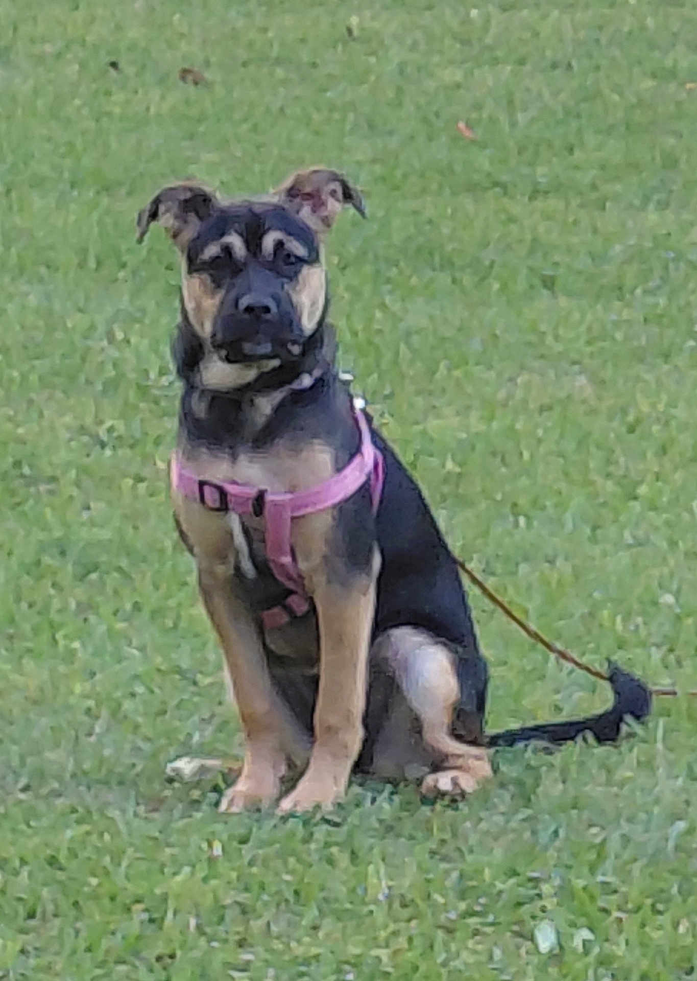 Charlie Rosemarie is registered to the contest to win money with this photo: alert, animal, black, brown, canine, cute, daytime, dog, ears, field, fur, grass, harness, leash, nature, outdoor, pet, puppy, sitting, young