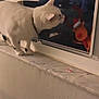 cat, white_cat, window, reindeer_decoration, holiday_decor, evening, reflection, collar, curious, indoor, marble_window_sill, animal, pet, houseplant, palm_tree, car, outdoor, twilight, wall, tile_floor