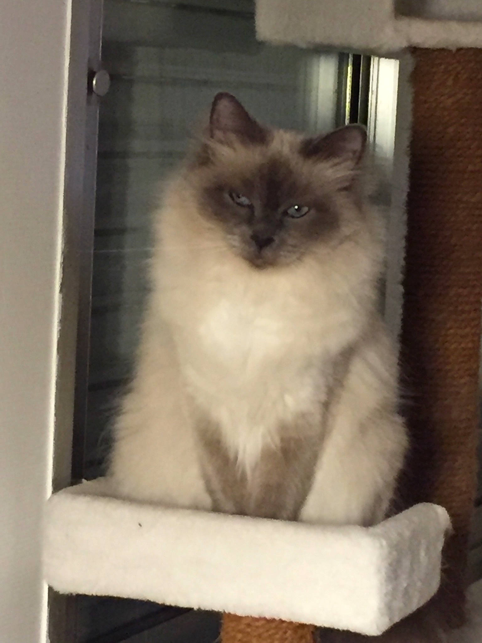 Loula participe au concours pour gagner de l'argent avec cette photo : balinese, birman, box, carnivore, cat, door, fawn, felidae, flooring, fur, hardwood, ragdoll, siamese, small_to_medium_sized_cats, snout, tail, thai, whiskers, window, wood