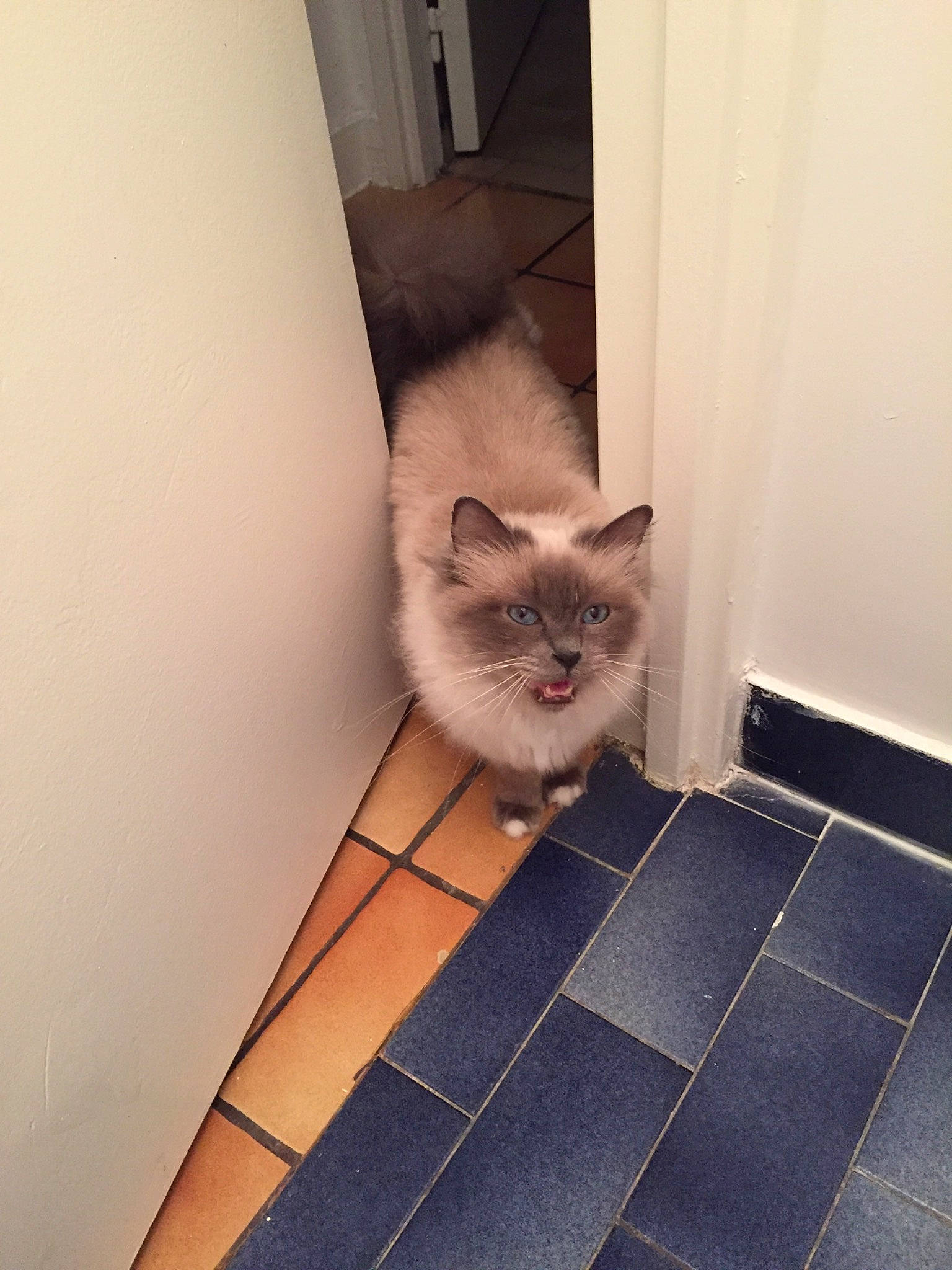 Loula a rejoint le concours — aidez-le/la à gagner de superbes lots ! birman, box, carnivore, cat, domestic_short_haired_cat, fawn, felidae, flooring, fur, grey, hardwood, ragdoll, siamese, small_to_medium_sized_cats, snout, symmetry, tail, tile_flooring, whiskers, wood