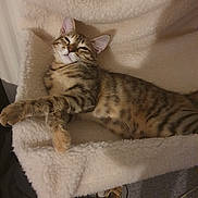 Nala participe au concours pour gagner de l'argent avec cette photo : abyssinian, animal, armchair, bed, blanket, cat, chair, couch, cushion, furniture, homedecor, kitten, linen, manx, ocelot, person, pet, siamese, sleeping, towel