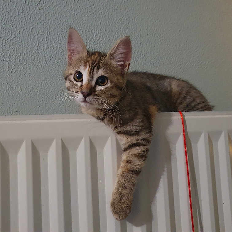 Nala participe au concours pour gagner de l'argent avec cette photo : abyssinian, animal, appliance, cat, device, electricaldevice, fence, handrail, hardwood, kitten, manx, pet, picket, radiator, railing, wood