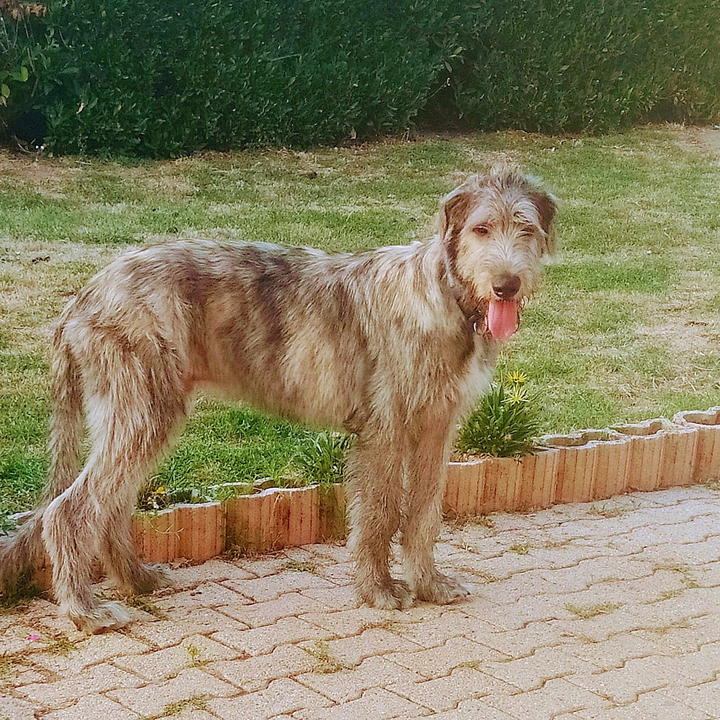 Ramsès Green Clover