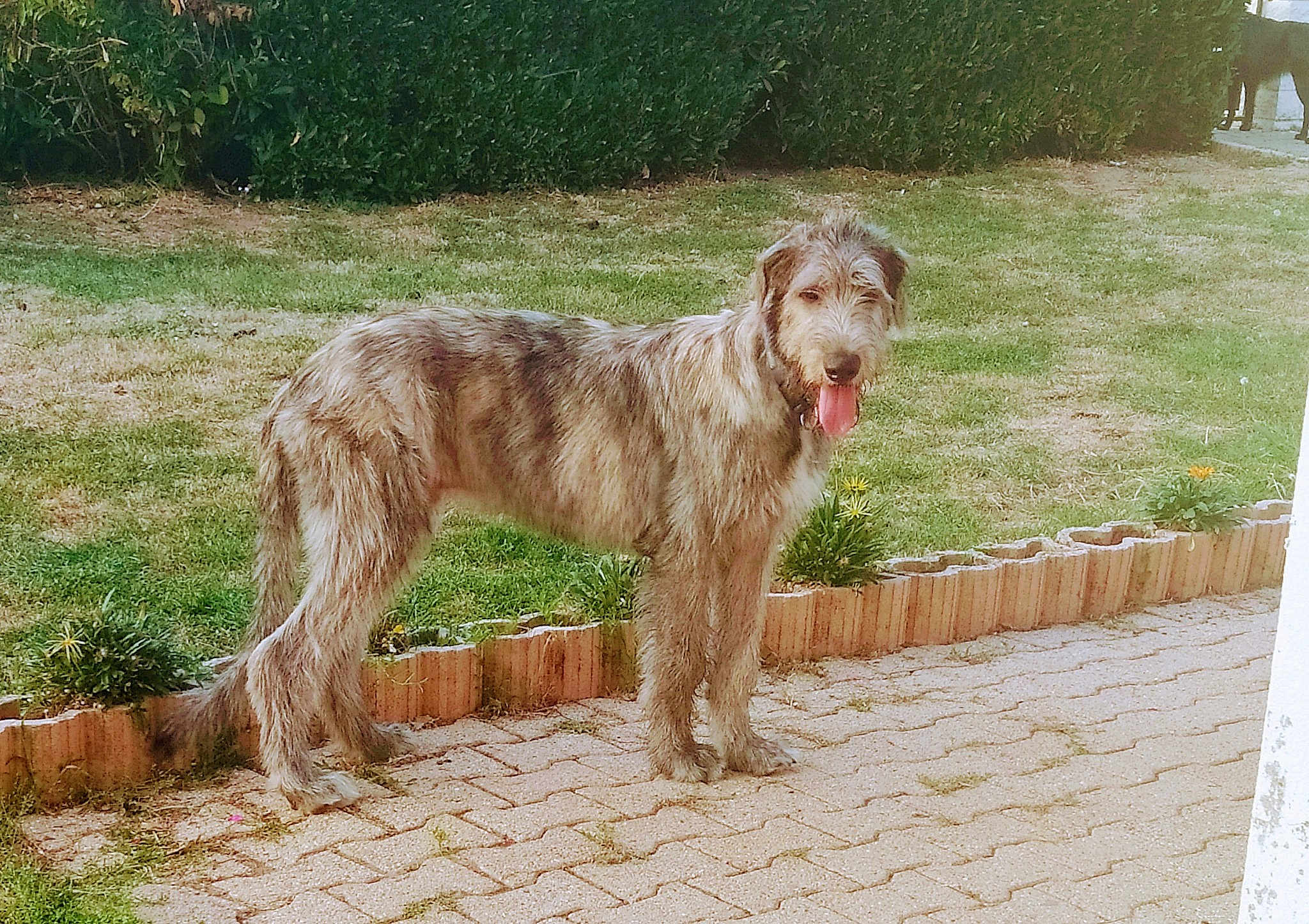 Ramsès Green Clover