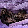 adorable, animal, blanket, cat, comfort, cozy, cute, feline, fur, indoor, kitten, pet, purple, relaxed, resting, sleeping, small, soft, tabby, young