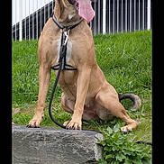 Rubby participe au concours pour gagner de l'argent avec cette photo : animal, building, canine, collar, daylight, dog, ears, fence, grass, happy, leash, mammal, muzzle, outdoor, pet, sitting, smile, stone_steps, tail, tongue_out