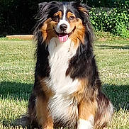 Ulya participe au concours pour gagner de l'argent avec cette photo : dog, animal, outdoor, grass, smiling, happy, tricolor, pet, fur, sitting, nature, canine, sunlight, portrait, friendly, greenery, daytime, cute, fluffy, ears