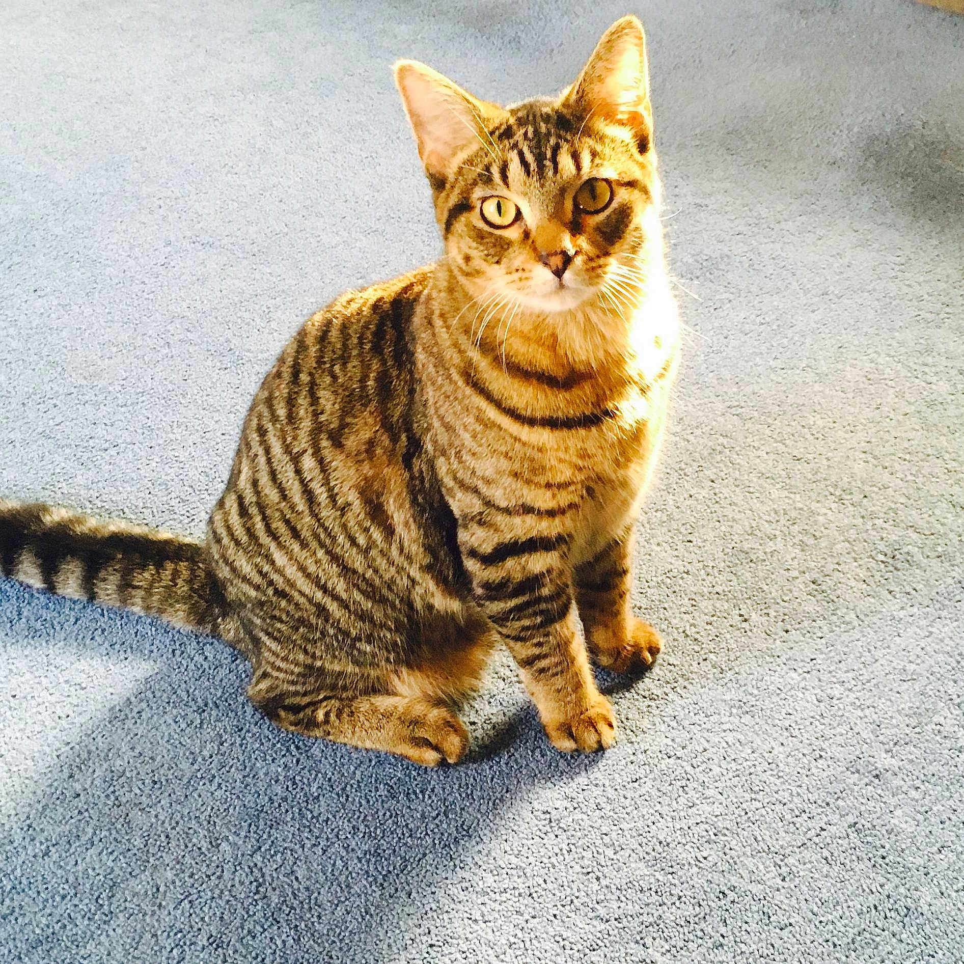 Pip