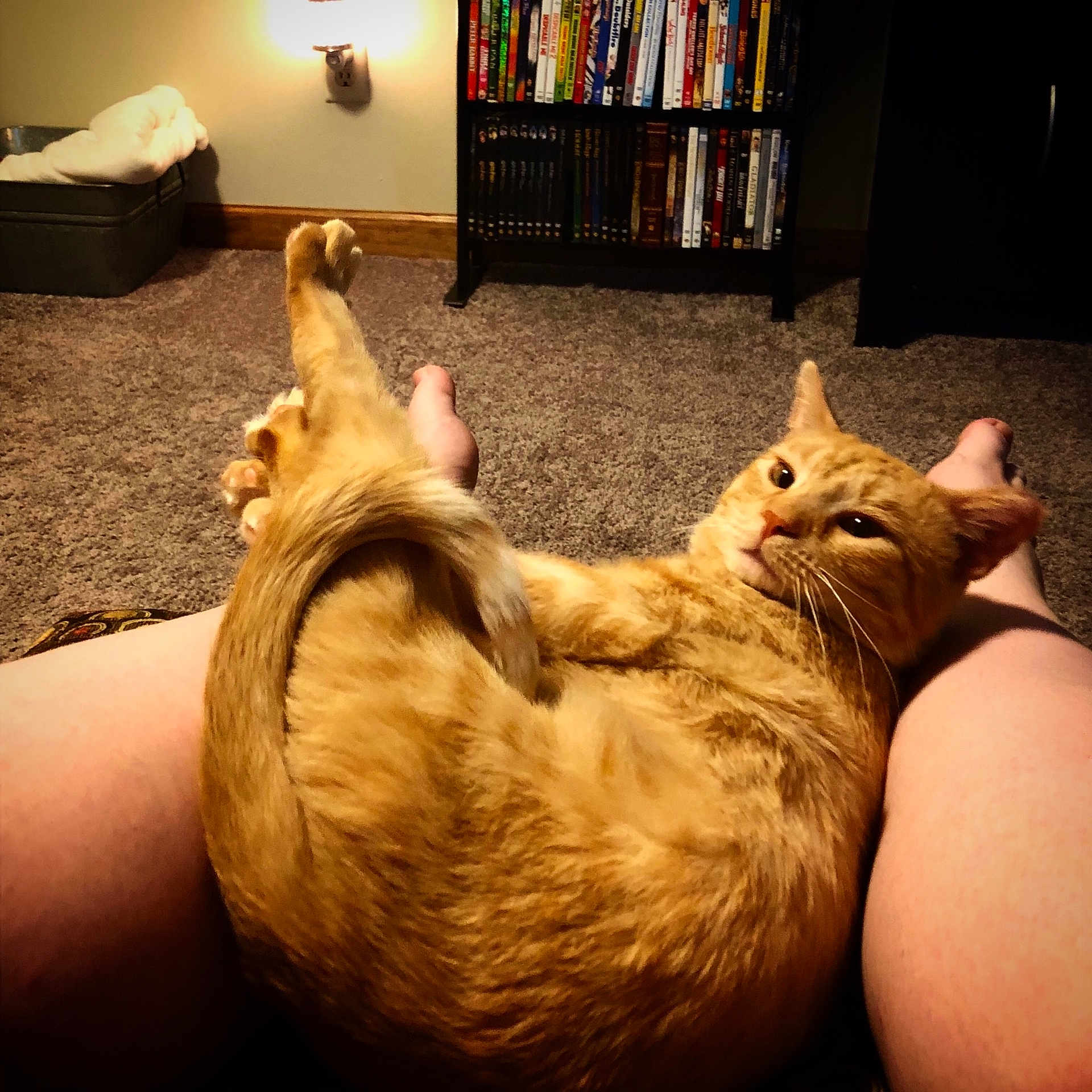 Jeffy is registered to the contest to win money with this photo: carnivoran, cat, cat_like_mammal, domestic_short_haired_cat, fur, kitten, mammal, paw, small_to_medium_sized_cats, snout, whiskers