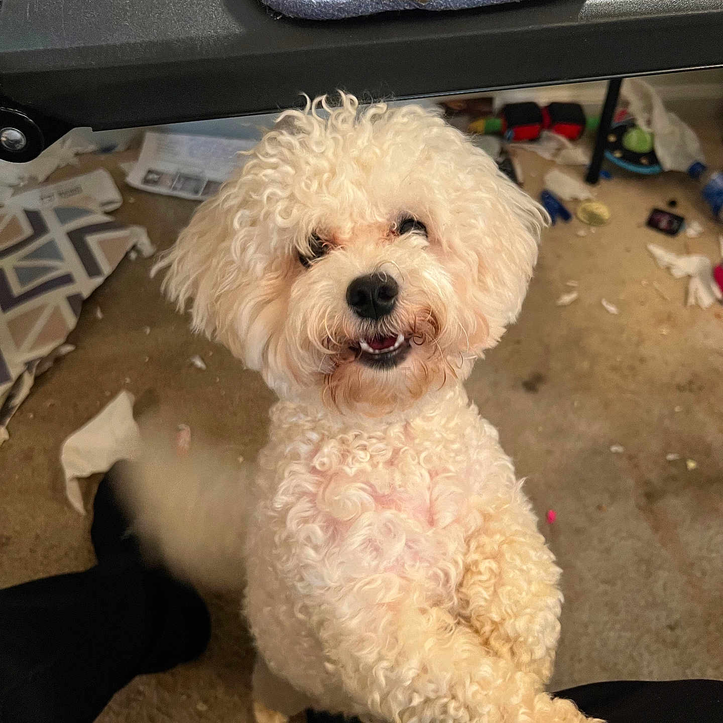 Maggie is registered to the contest to win money with this photo: animal, architecture, building, canine, cushion, desk, dog, furniture, homedecor, indoors, interiordesign, outdoors, person, pet, poodle, puppy, shelter, table, terrier, whitedog