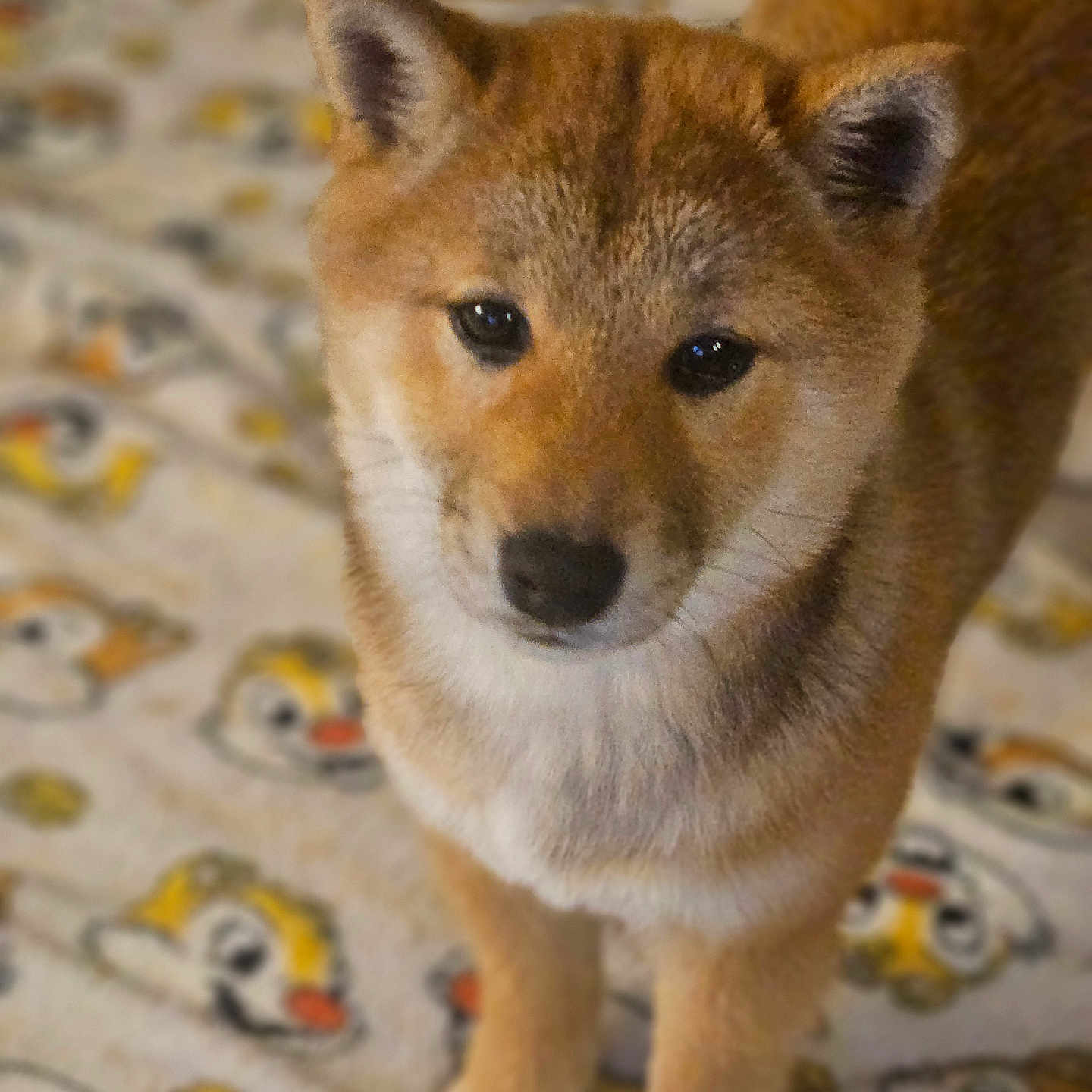 Cannelle a rejoint le concours — aidez-le/la à gagner de superbes lots ! animal, bird, canine, coyote, dog, fox, greyfox, husky, kitfox, pet, puppy, redfox, redwolf, snout, wolf