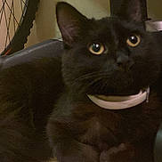 Mila is registered to the contest to win money with this photo: black_cat, cat, indoor, bicycle_wheel, chair_base, floor, pet, animal, feline, collar, curious, dimly_lit, close_up, whiskers, ears, eyes, domestic_animal, resting, quiet, shadow