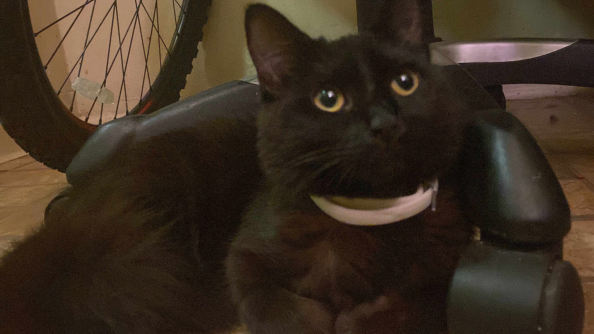 Mila