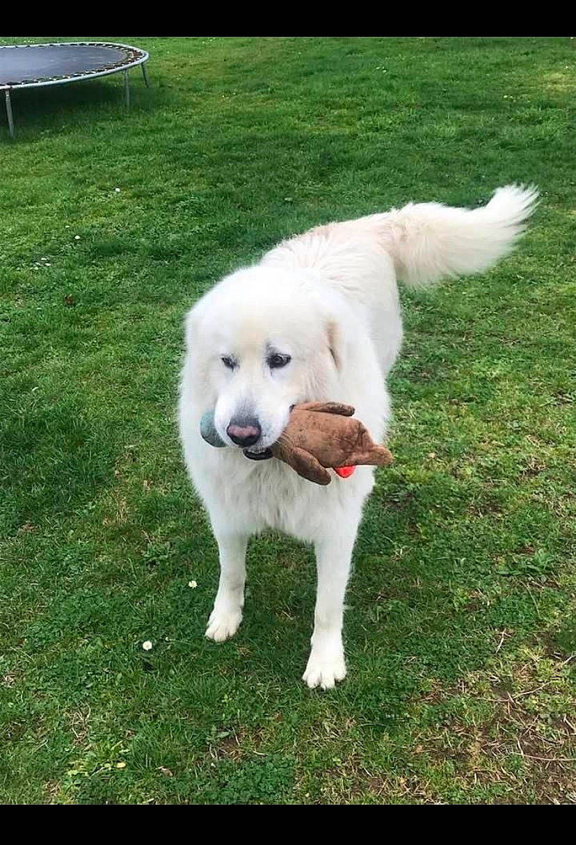 Oréo participe au concours pour gagner de l'argent avec cette photo : ancient_dog_breeds, bench, canidae, carnivore, companion_dog, dog, dog_breed, fur, grass, non_sporting_group, plant, polish_tatra_sheepdog, sporting_group, tail, terrestrial_animal, working_animal, working_dog