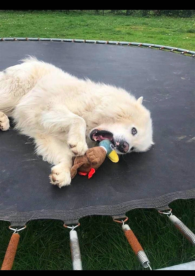 Oréo participe au concours pour gagner de l'argent avec cette photo : canidae, carnivore, companion_dog, dog, dog_breed, fur, german_spitz, german_spitz_klein, german_spitz_mittel, grass, japanese_spitz, recreation, snout, spitz, sporting_group, sports, tail, toy_dog, volpino_italiano, working_animal