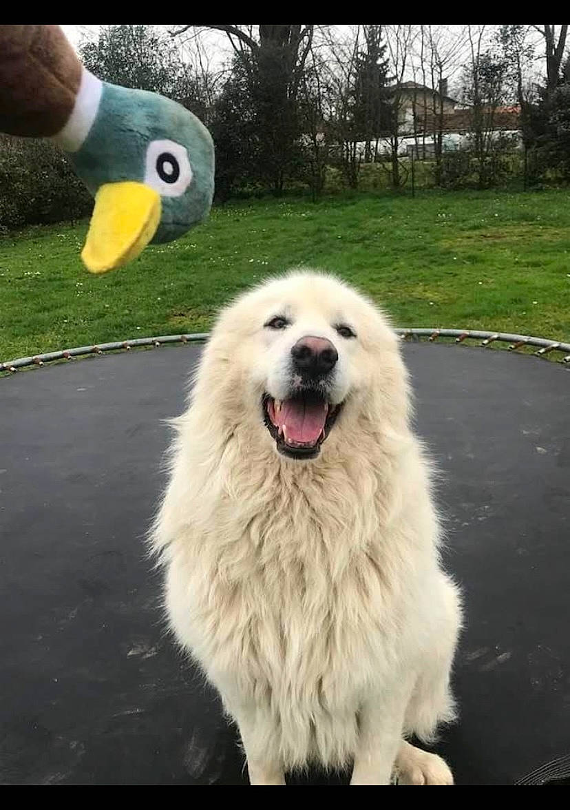 Oréo participe au concours pour gagner de l'argent avec cette photo : _geese_and_swans, carnivore, companion_dog, dog, dog_breed, ducks, fang, grass, happy, plant, snout, sporting_group, tree, working_animal, working_dog