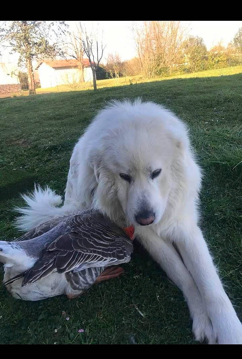 Oréo participe au concours pour gagner de l'argent avec cette photo : canidae, carnivore, companion_dog, dog, dog_breed, fur, grass, great_pyrenees, kuvasz, livestock_guardian_dog, plant, sky, sporting_group, tail, tree, window, working_dog