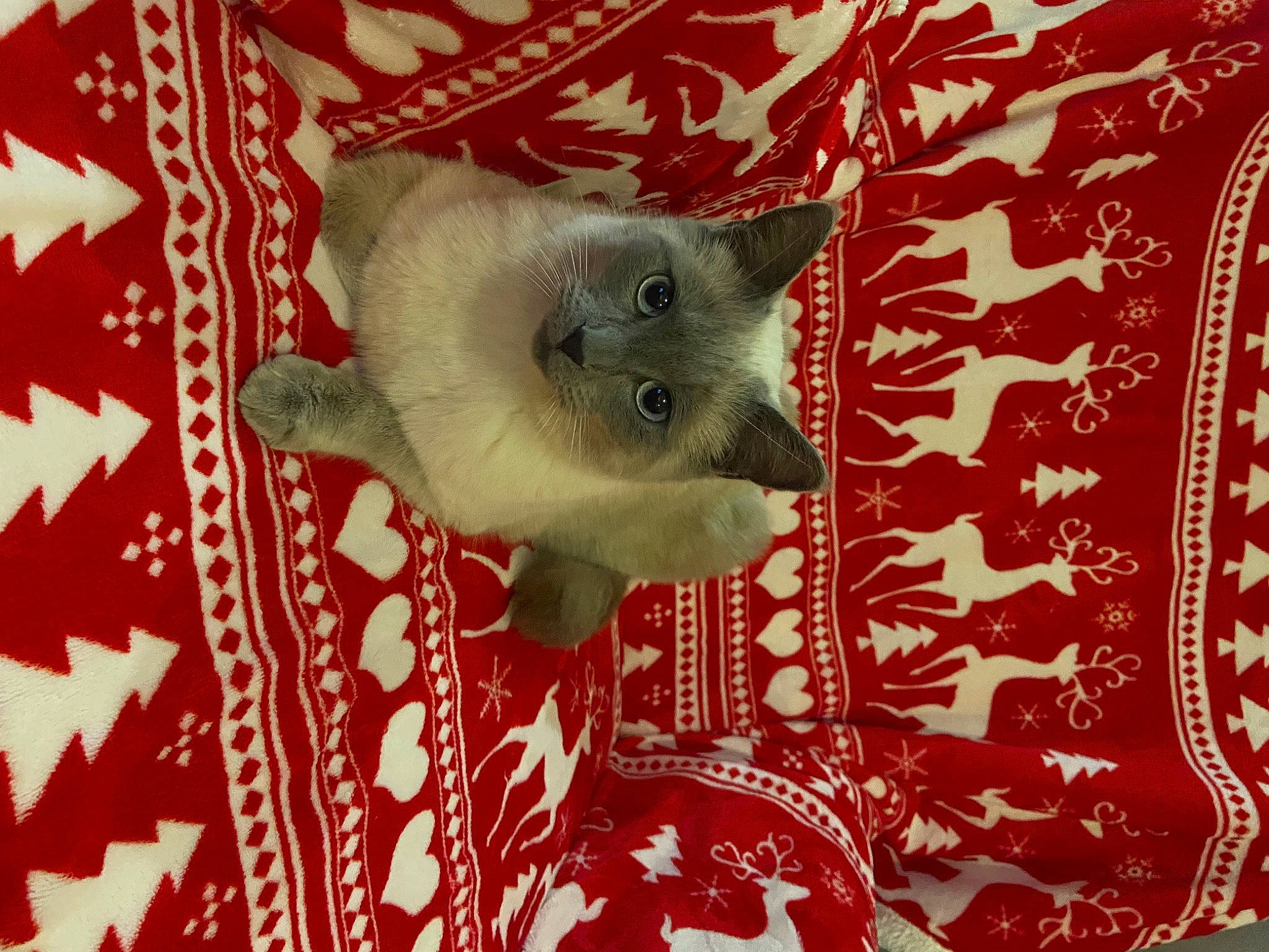 Tinou Chou a rejoint le concours — aidez-le/la à gagner de superbes lots ! carmine, carnivore, cat, cat_supply, domestic_short_haired_cat, fawn, felidae, font, fur, pattern, photo_caption, siamese, small_to_medium_sized_cats, snout, tail, visual_arts, whiskers