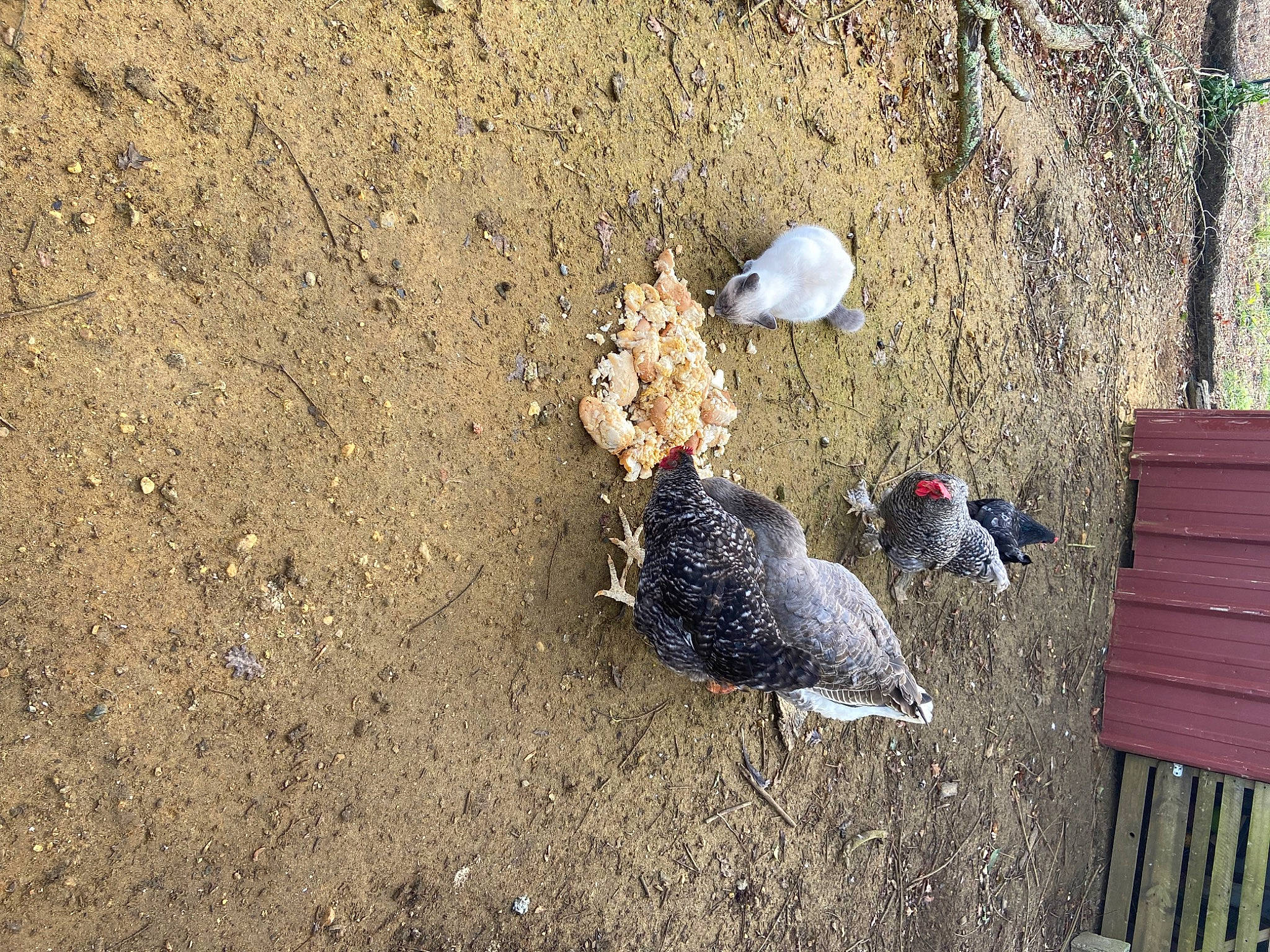 Tinou Chou a rejoint le concours — aidez-le/la à gagner de superbes lots ! asphalt, beak, bird, bird_supply, chicken, fowl, galliformes, landscape, outdoor_bench, phasianidae, poultry, road_surface, sand, soil, terrestrial_animal, wildlife, wood