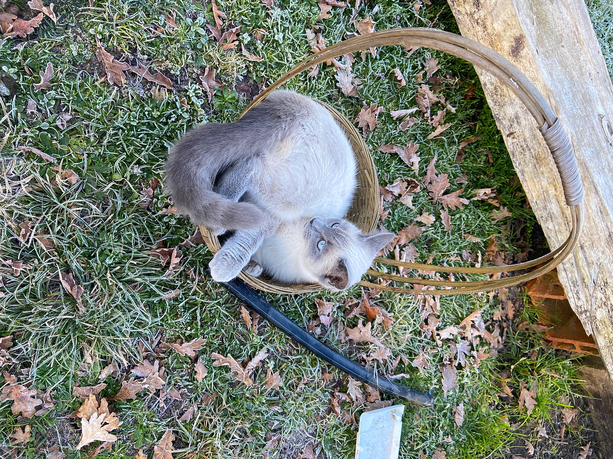 Tinou Chou a rejoint le concours — aidez-le/la à gagner de superbes lots ! fawn, grass, groundcover, marsupial, plant, tail, terrestrial_animal, twig