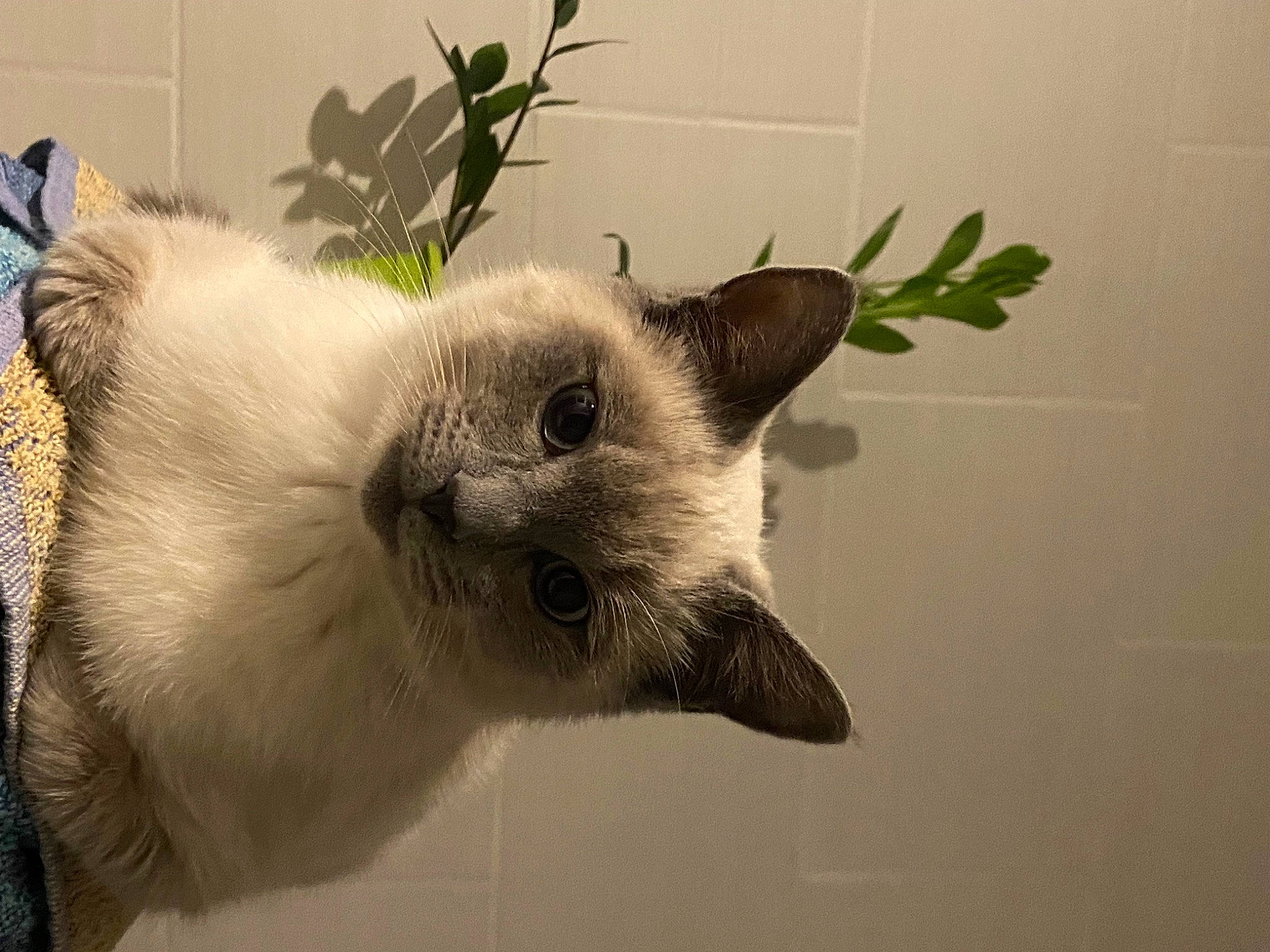 Tinou Chou participe au concours pour gagner de l'argent avec cette photo : balinese, carnivore, cat, domestic_short_haired_cat, fawn, felidae, fur, houseplant, paw, plant, siamese, small_to_medium_sized_cats, snout, tail, thai, whiskers