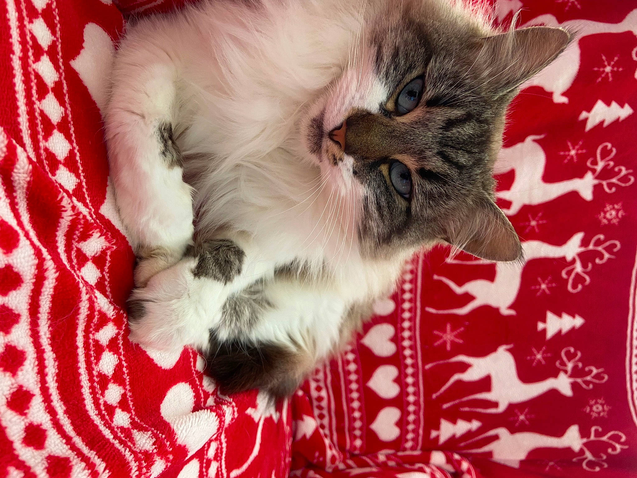 Pandora a rejoint le concours — aidez-le/la à gagner de superbes lots ! carnivore, cat, claw, comfort, domestic_short_haired_cat, fawn, felidae, fur, pattern, paw, photo_caption, small_to_medium_sized_cats, snout, tail, whiskers