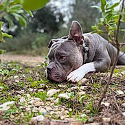 Thanos a rejoint le concours — aidez-le/la à gagner de superbes lots ! dog, gray_dog, white_paw, outdoor, nature, moss, rocks, greenery, plants, thoughtful, canine, pet, collar, closeup, lying_down, earth, forest, quiet, calm, animal