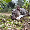dog, gray_dog, white_paw, outdoor, nature, moss, rocks, greenery, plants, thoughtful, canine, pet, collar, closeup, lying_down, earth, forest, quiet, calm, animal