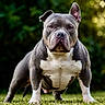 Thanos a rejoint le concours — aidez-le/la à gagner de superbes lots ! dog, american_bully, muscular, standing, outdoor, grass, pet, canine, animal, portrait, bokeh, nature, alert, strong, focused, mammal, ears, fur, four_legs, snout