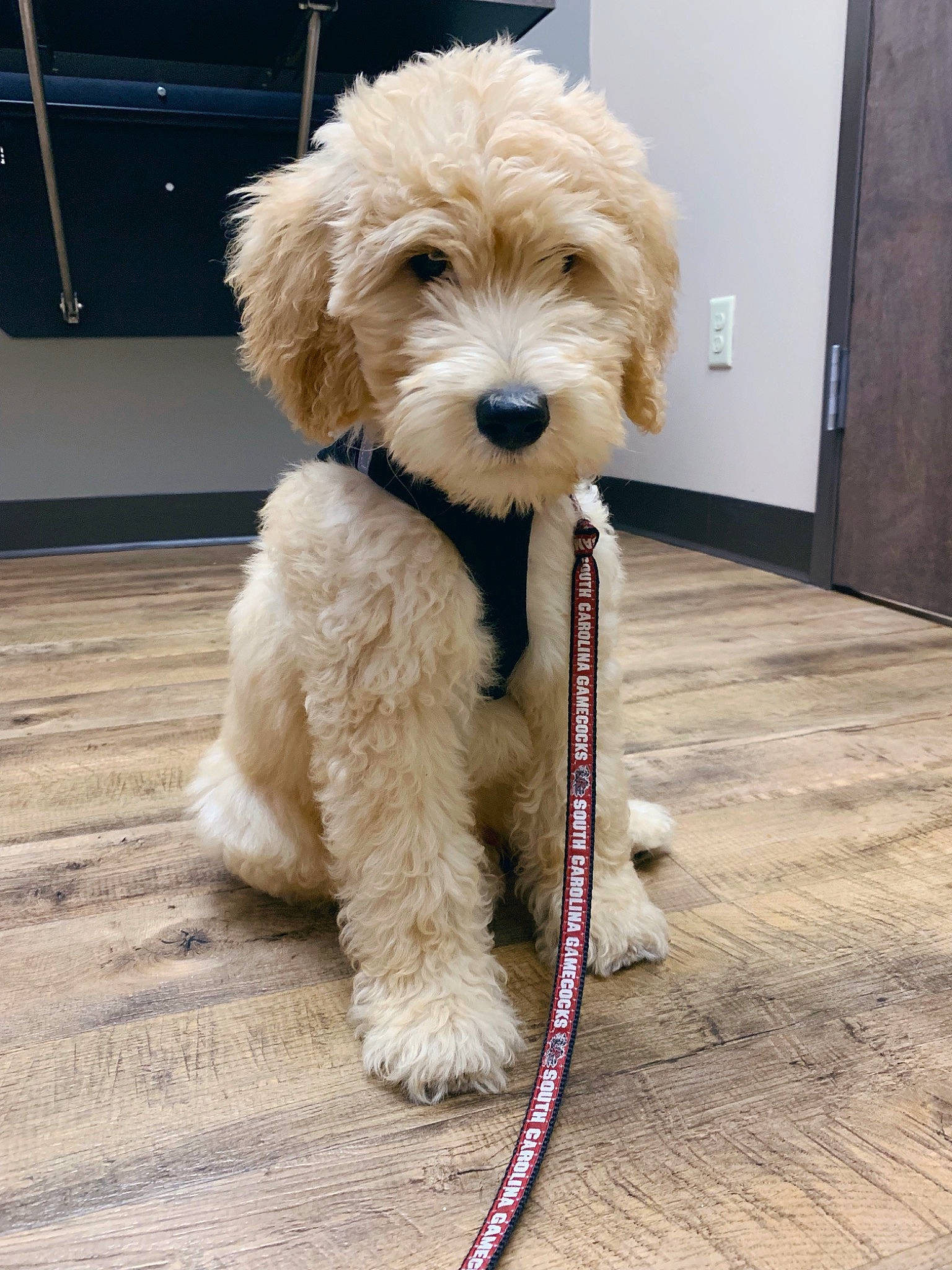 Fenway joined the competition — help win amazing prizes! canidae, carnivore, cavapoo, cockapoo, companion_dog, dog, dog_breed, goldendoodle, labradoodle, maltepoo, mammal, miniature_poodle, poodle, poodle_crossbreed, puppy, schnoodle, snout, sporting_group, toy_poodle, vertebrate