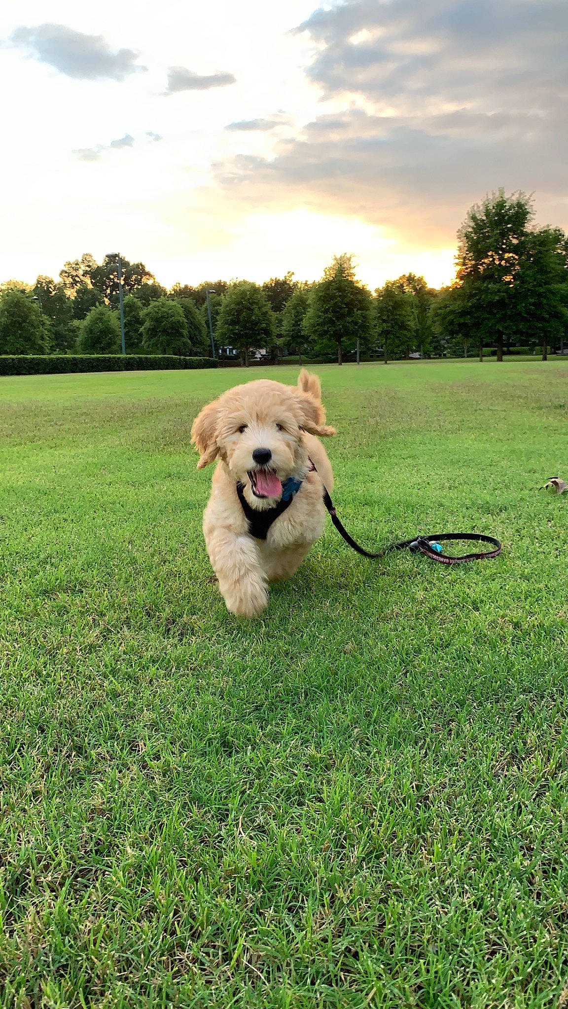 Fenway is registered to the contest to win money with this photo: canidae, carnivore, cavachon, companion_dog, dog, dog_breed, dog_walking, golden_retriever, goldendoodle, grass, grassland, labradoodle, lawn, leash, mammal, puppy, retriever, sporting_group, vertebrate