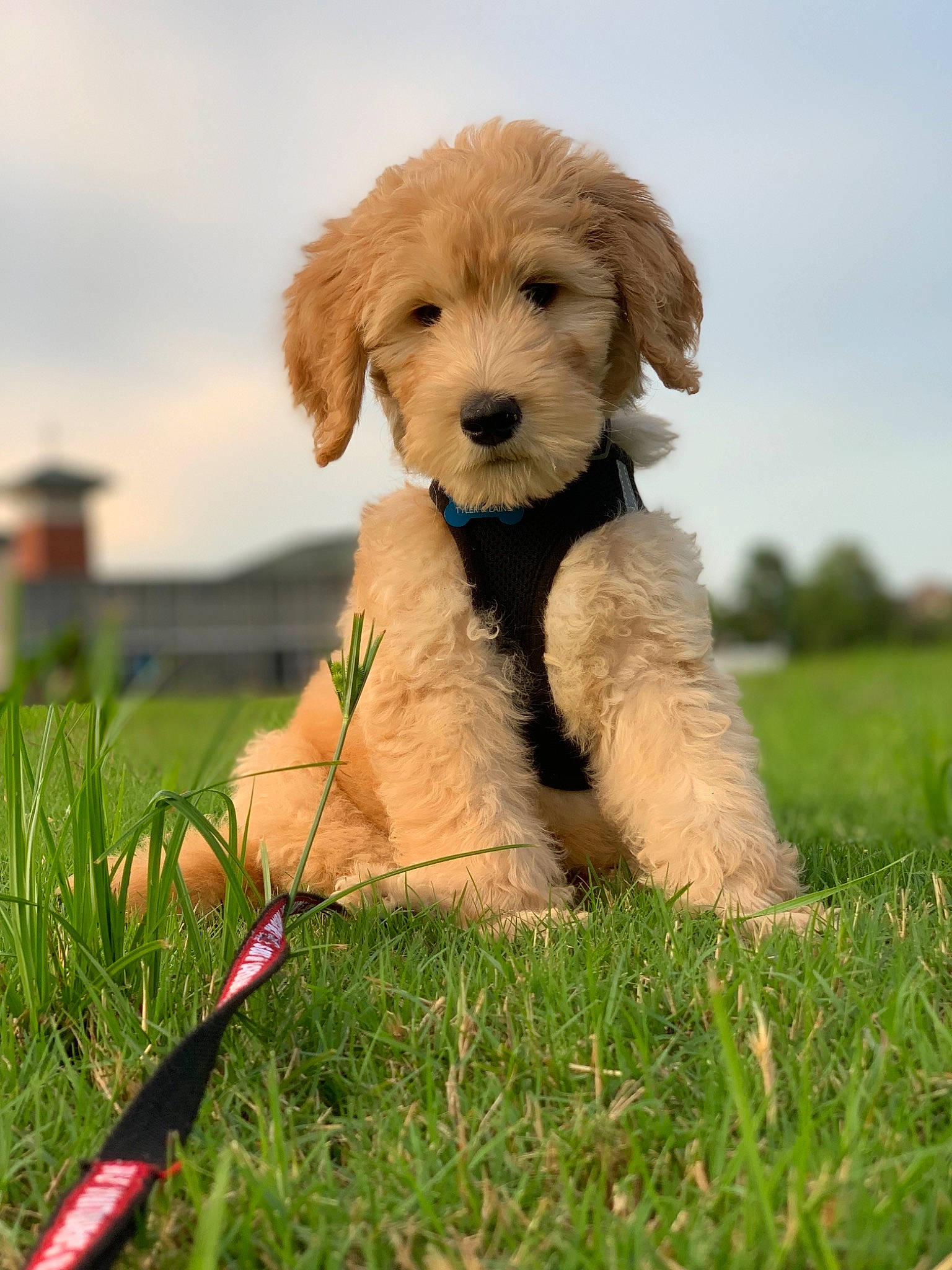 Fenway joined the competition — help win amazing prizes! canidae, carnivore, cavapoo, cockapoo, companion_dog, dog, dog_breed, golden_retriever, goldendoodle, grass, labradoodle, mammal, poodle, poodle_crossbreed, puppy, rare_breed_dog, schnoodle, sporting_group, toy_poodle, vertebrate