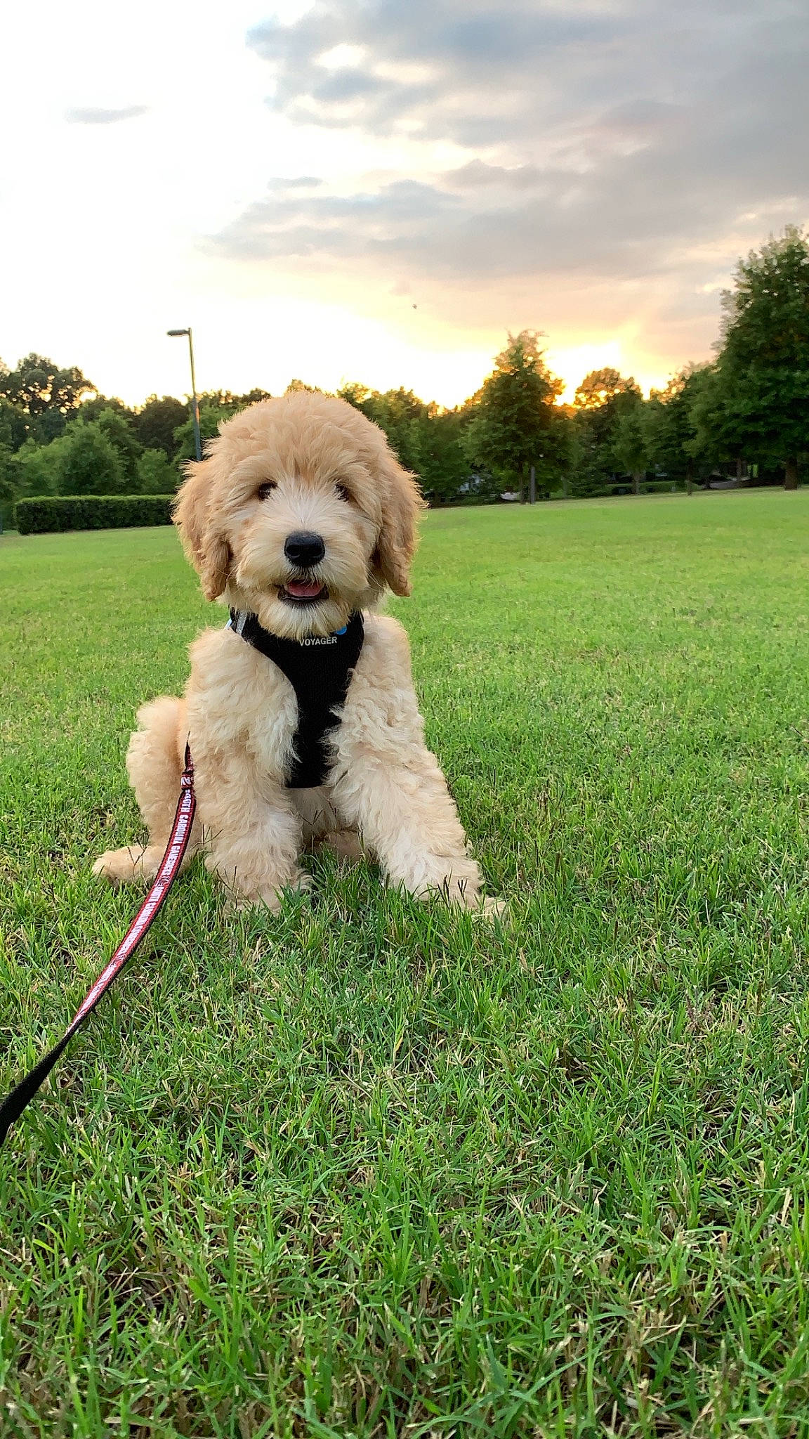 Fenway joined the competition — help win amazing prizes! briquet_griffon_vendeen, canidae, carnivore, cavachon, cockapoo, companion_dog, dog, dog_breed, dog_walking, goldendoodle, grass, labradoodle, mammal, petit_basset_griffon_vendeen, poodle_crossbreed, puppy, schnoodle, sporting_group, terrier, vertebrate
