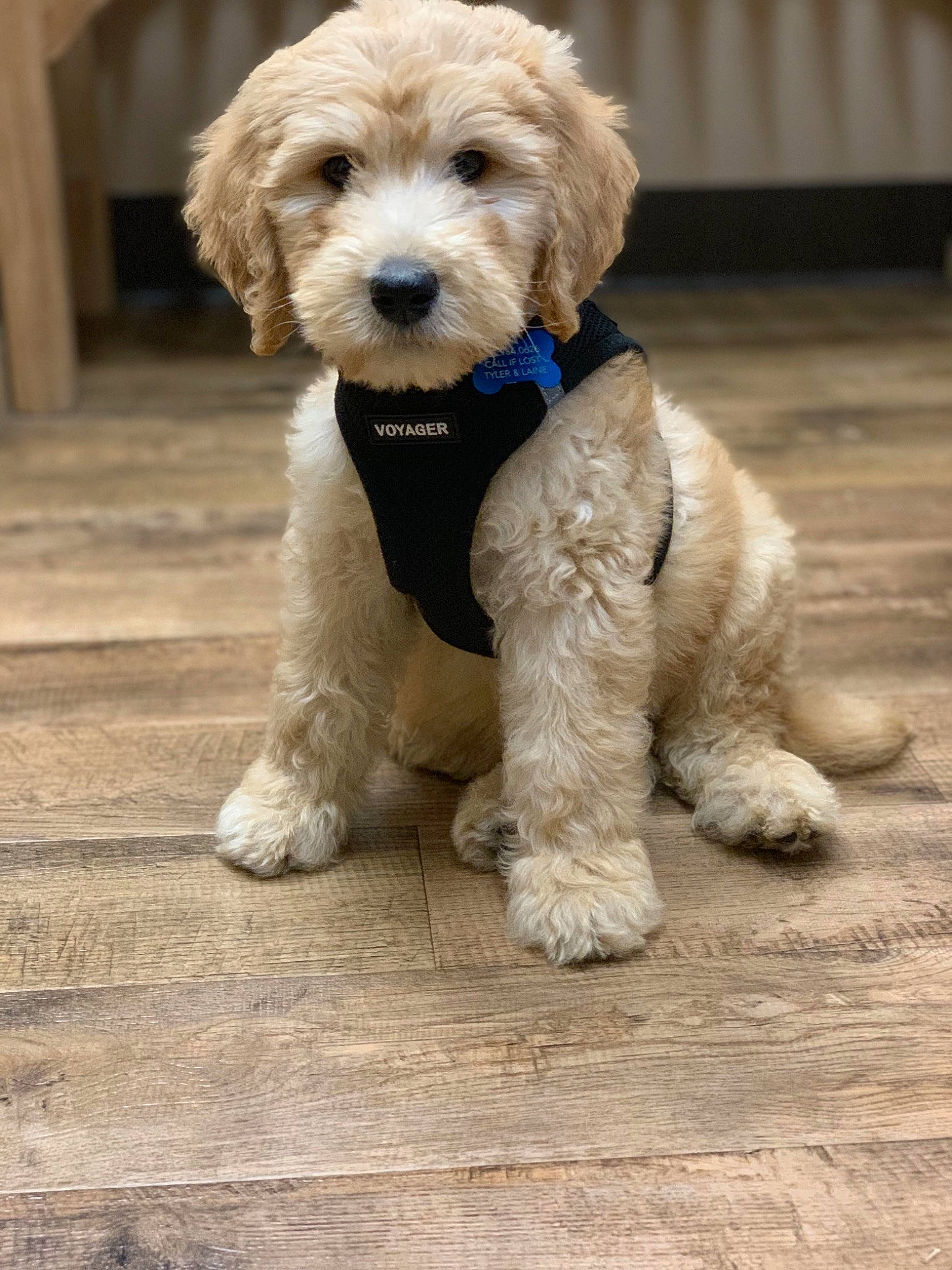 Fenway is registered to the contest to win money with this photo: briquet_griffon_vendeen, canidae, carnivore, cavapoo, cockapoo, companion_dog, dog, dog_breed, goldendoodle, labradoodle, maltepoo, mammal, miniature_poodle, poodle, poodle_crossbreed, puppy, schnoodle, sporting_group, toy_poodle, vertebrate