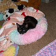 Bobbie is registered to the contest to win money with this photo: black_cat, cat, pet_bed, fluffy_bed, blanket, stuffed_animals, plush_toys, carpet, indoor, cozy, animal, feline, resting, cute, one_eye_glowing, soft_texture, pastel_colors, home, comfort, relaxation