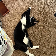 Bobbie Lynn is registered to the contest to win money with this photo: cat, tuxedo_cat, black_and_white, pet, animal, feline, lying_down, sprawled, carpet, shaggy_carpet, indoor, home, living_room, white_paws, white_chest, black_fur, tail, laundry_basket, furniture, cozy