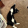 cat, tuxedo_cat, black_and_white, pet, animal, feline, lying_down, sprawled, carpet, shaggy_carpet, indoor, home, living_room, white_paws, white_chest, black_fur, tail, laundry_basket, furniture, cozy