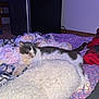 cat, sleeping, blanket, pillow, indoor, cozy, fur, resting, pet, mammal, animal, relaxing, comfort, home, floor, soft, tabby, white, gray, cute