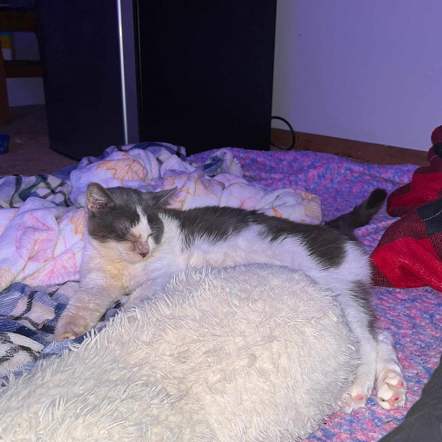 Milo joined the competition — help win amazing prizes! animal, blanket, cat, comfort, cozy, cute, floor, fur, gray, home, indoor, mammal, pet, pillow, relaxing, resting, sleeping, soft, tabby, white