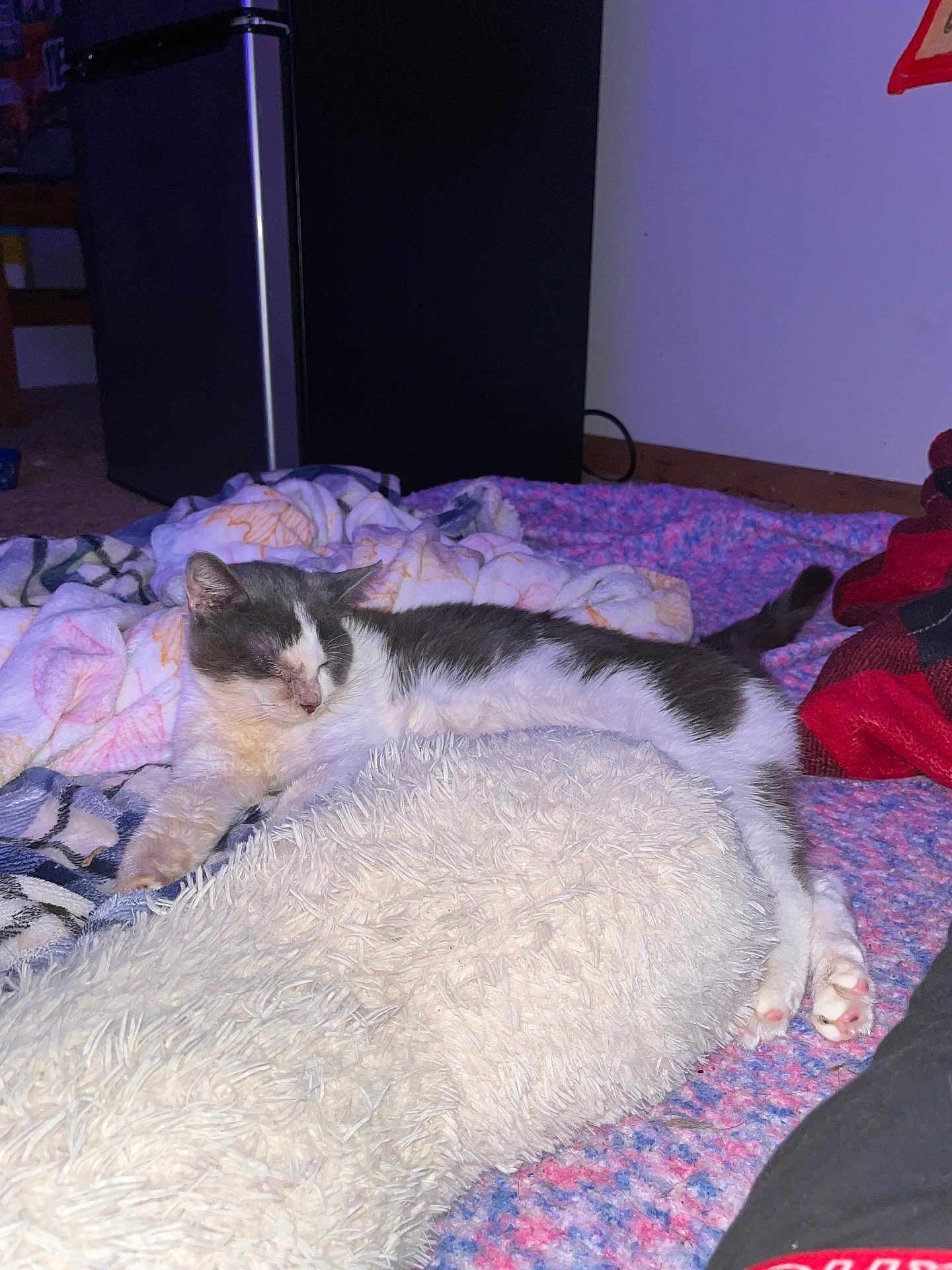 Milo