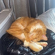 Kilo joined the competition — help win amazing prizes! cat, ginger_cat, sleeping, curled_up, indoor, plastic_bag, black_bag, curtains, natural_light, floor, cozy, pet, feline, resting, quiet, peaceful, animal, fur, paw, whiskers