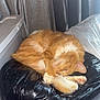 cat, ginger_cat, sleeping, curled_up, indoor, plastic_bag, black_bag, curtains, natural_light, floor, cozy, pet, feline, resting, quiet, peaceful, animal, fur, paw, whiskers