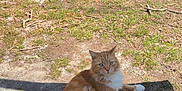 Kilo joined the competition — help win amazing prizes! cat, orange_cat, white_cat, fluffy_cat, outdoor, sunlight, grass, dirt, car, red_car, animal, pet, relaxed, lying_down, tail, nature, daytime, mammal, whiskers, ears